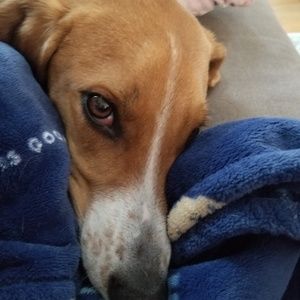 Meet your Posher, Ida